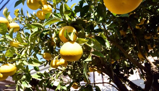 みかん通信11月号