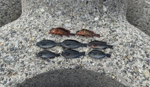 みかん通信12月号《魚釣り体験》