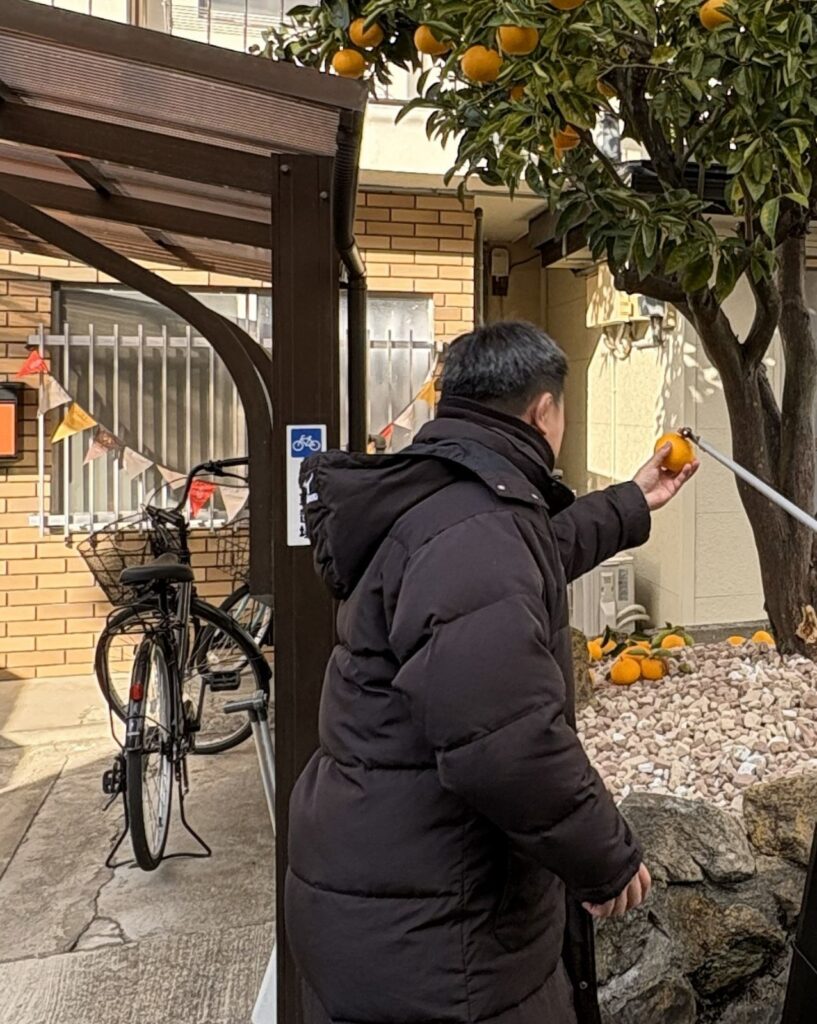 フリースクール「学び舎魚吹の風」のシンボルtreeのみかんを収穫しました。