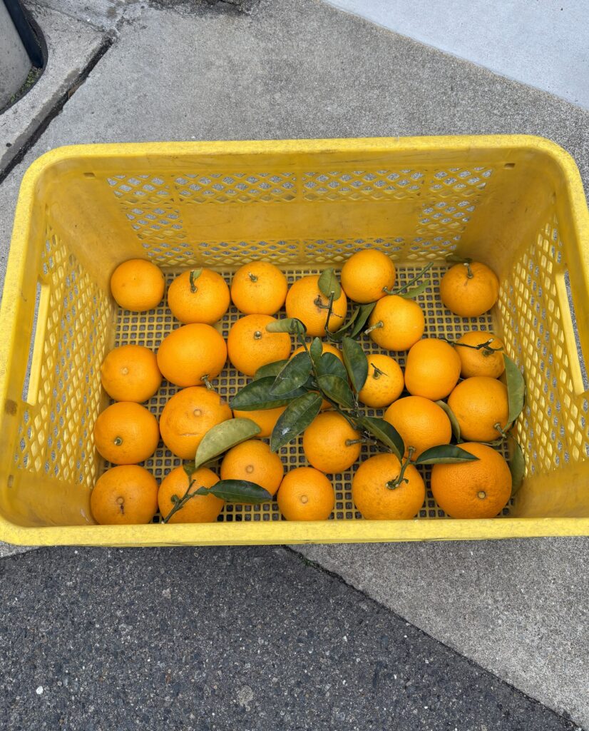 フリースクール「学び舎魚吹の風」のシンボルtreeのみかんを収穫してかごに入れました。