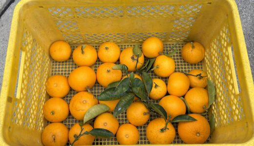 みかん通信2月号《新春 書き初め大会》