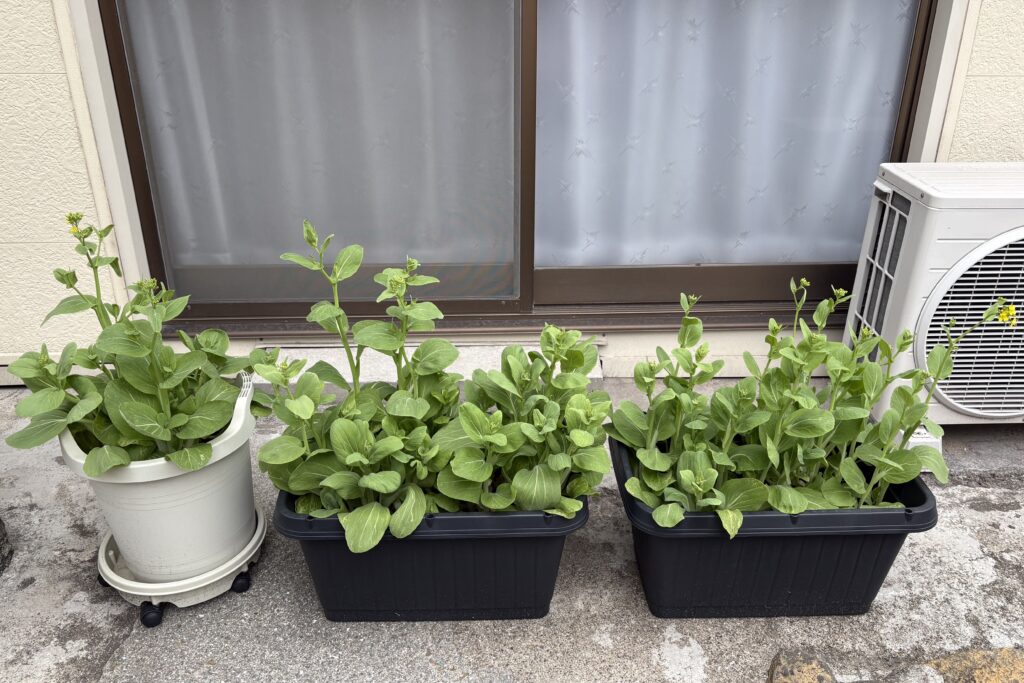 冬を乗り越えて無事に育ちました。立派なチンゲン菜です!