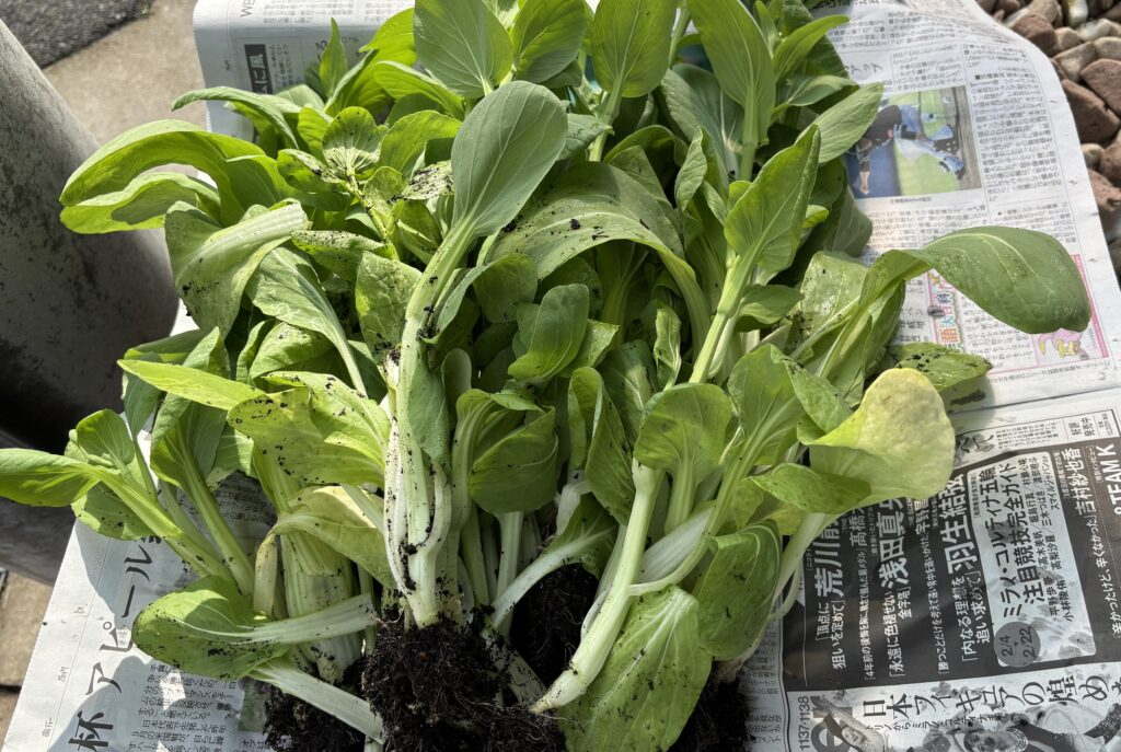 収穫した野菜!チンゲン菜です。